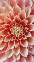 Red And White Dahlia Detail photo