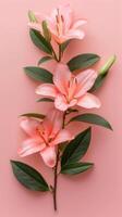 Elegant Pink Lilies On Pastel photo