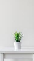 Simplicity Of A Potted Indoor Plant photo