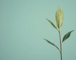 Single Green Leaf on Teal photo