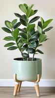 Lush Rubber Plant in Ceramic Pot photo