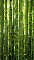 Dense Bamboo Forest Close Up photo