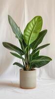 Green Bird of Paradise in Textured Pot photo