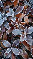 Frosted Autumn Leaves Pattern photo