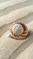 Seashell on Sandy Beach photo