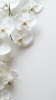 elegante orquídeas en blanco antecedentes foto