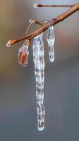 Frozen Branch with Icicles photo