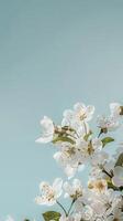 Delicate White Blossoms on Branch photo