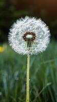Dandelion Puff Macro Photography photo