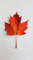 Autumn Maple Leaf Isolated photo