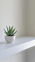 Succulent Plant on White Shelf photo