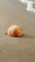 Seashell on Sandy Beach photo