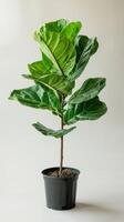 Fiddle Leaf Fig in Pot photo