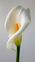 Elegant Calla Lily Isolated Portrait photo