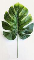 Monstera Leaf on White Background photo