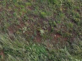 dirt floor with grass photo