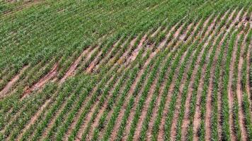 campo azúcar caña cultivo foto