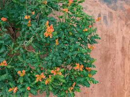 African Tulip Tree Flowers photo