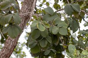 pekea nuez árbol hojas foto