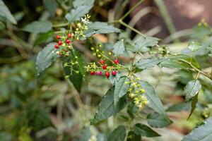 Small Pigeonberry Plant photo