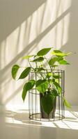 Green Pothos Plant in Modern Decor photo