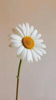 Single Daisy Flower Portrait photo