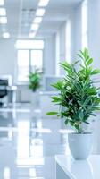Modern Office Space With Greenery photo