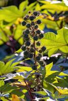 Green Castor Bean Plant photo