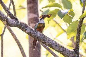 Animal Rufous-tailed Jacamar Bird preying on a butterfly photo