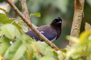 Curl crested Jay Bird photo
