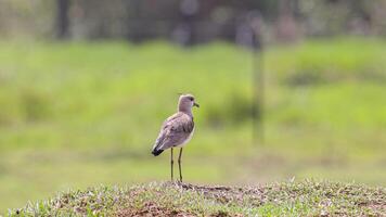 pájaro avefría del sur adulto foto