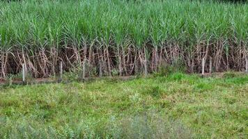 sugar cane plantation photo