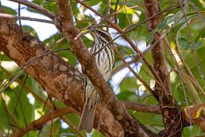 Streaked Flycatcher Bird photo