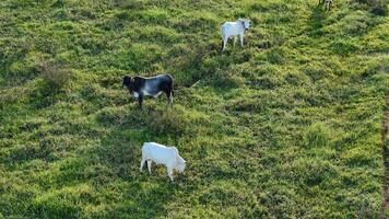 cattle cows grazing in a field in the late afternoon photo