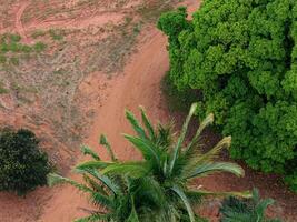 mango tree canopy and palm trees photo