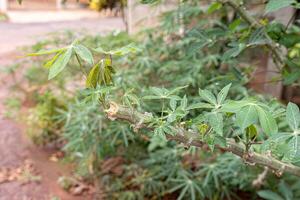 mandioca planta hojas foto