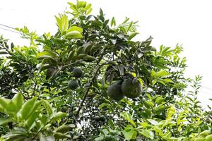 closeup on green fruits photo