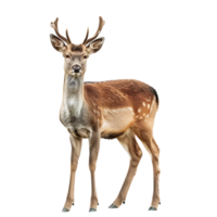 Deer full body shot on isolated transparent background png