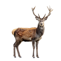 Deer full body shot on isolated transparent background png