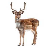 Deer full body shot on isolated transparent background png