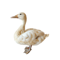 White pekin duck on isolated transparent background png