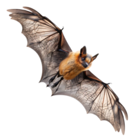 Bat flying on isolated transparent background png