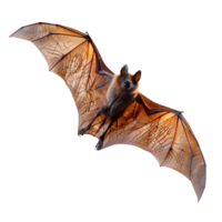 Bat flying on isolated transparent background png