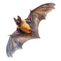 Bat flying on isolated transparent background png