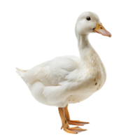 White pekin duck on isolated transparent background png