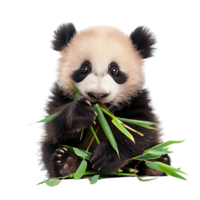 Baby panda eating bamboo on isolated transparent background png