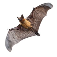 Bat flying on isolated transparent background png