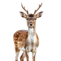 Deer full body shot on isolated transparent background png