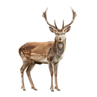 Deer full body shot on isolated transparent background png