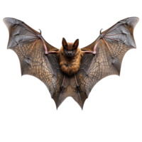 Bat flying on isolated transparent background png